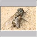 Oxybelus bipunctatus - Fliegenspiesswespe w21d Parasit Fleischfliege 3mm.jpg